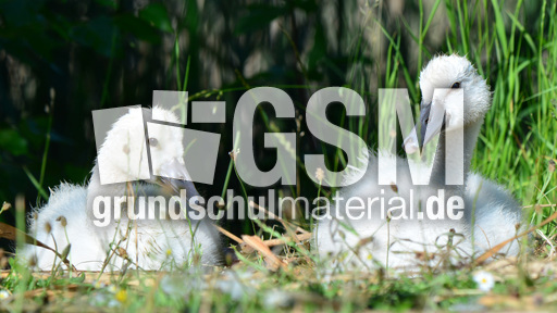 Höckerschwanküken (5).jpg